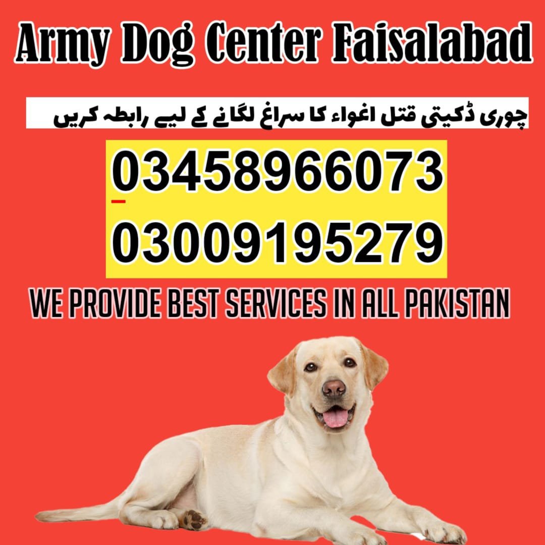 Army Dog Center Faisalabad | 03009780927 | Special Khoji Dog