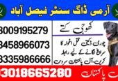Army Dog Center Faisalabad | 03009780927 | Special Khoji Dog