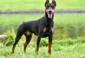 Army dog center sargodha 03010417477