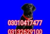 Army dog center sargodha 03010417477