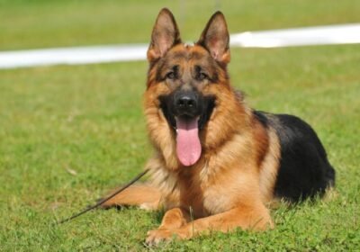 German-Shepherd