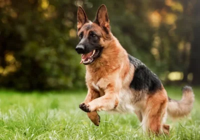 German_Shepherd_Price