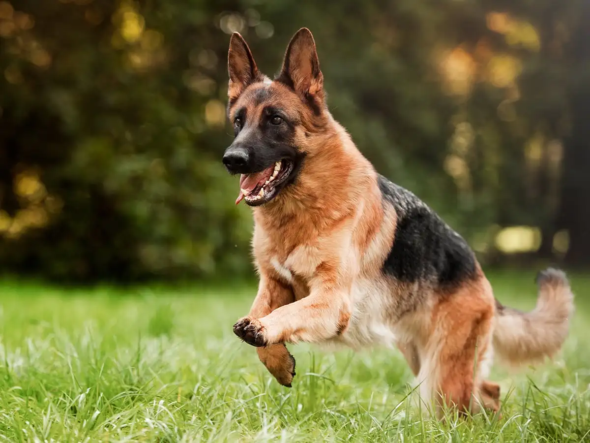 Army Dog Center Okara 03036213401 | Khoji Dog Center Okara |