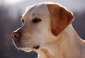 Army Dog Center Hydrabad03010417477