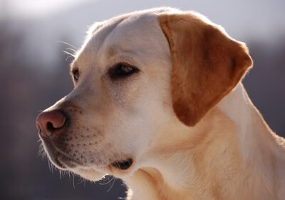 Labrador_Retriever_portrait