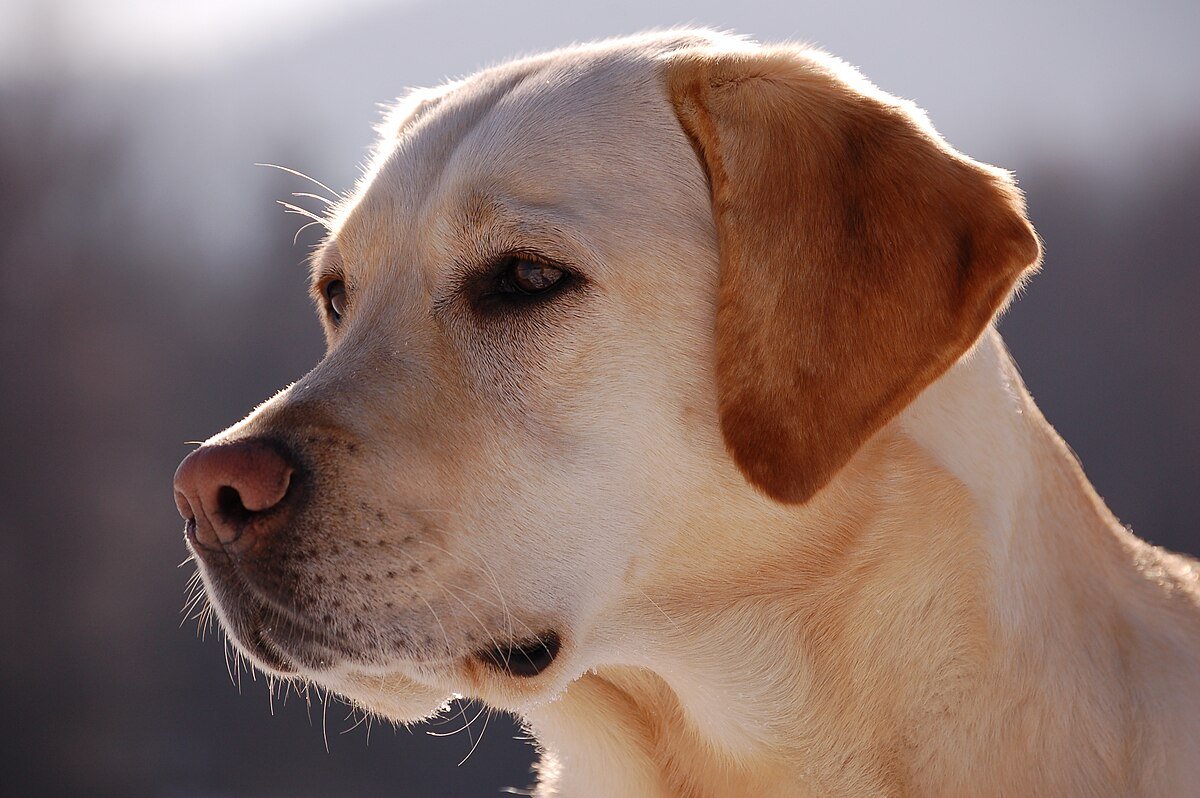 Army Dog Center Hydrabad03010417477