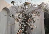 The Wedders – Event Management Company in Karachi