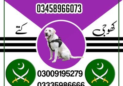 jui-design-پاکستان-post-square-1735291308646