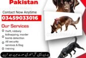 Army Dog Center Abbottabad 03005373788 (کھوجی کتے) | Khoji D