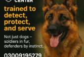 ARMY DOG CENTER MARDAN 03459033016 | KHOJI DOG IN MARDAN