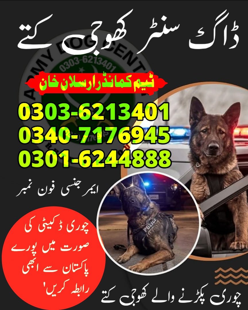 Army Dog Center Rawalpindi 03036213401 Khoji Dogs Rawalpindi