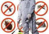 PestKillr – Pest & Termite Control Services in Lahore
