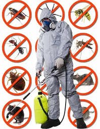 PestKillr – Pest & Termite Control Services in Lahore