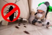 PestKillr – Pest & Termite Control Services in Lahore