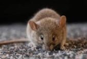PestKillr – Pest & Termite Control Services in Lahore