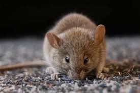 PestKillr – Pest & Termite Control Services in Lahore