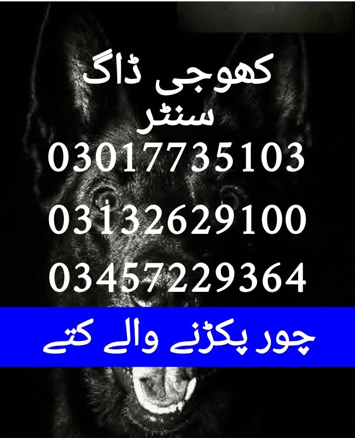 rmy Dog Center Ahmadpur 03017735103