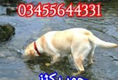 rmy Dog Center Ahmadpur 03017735103
