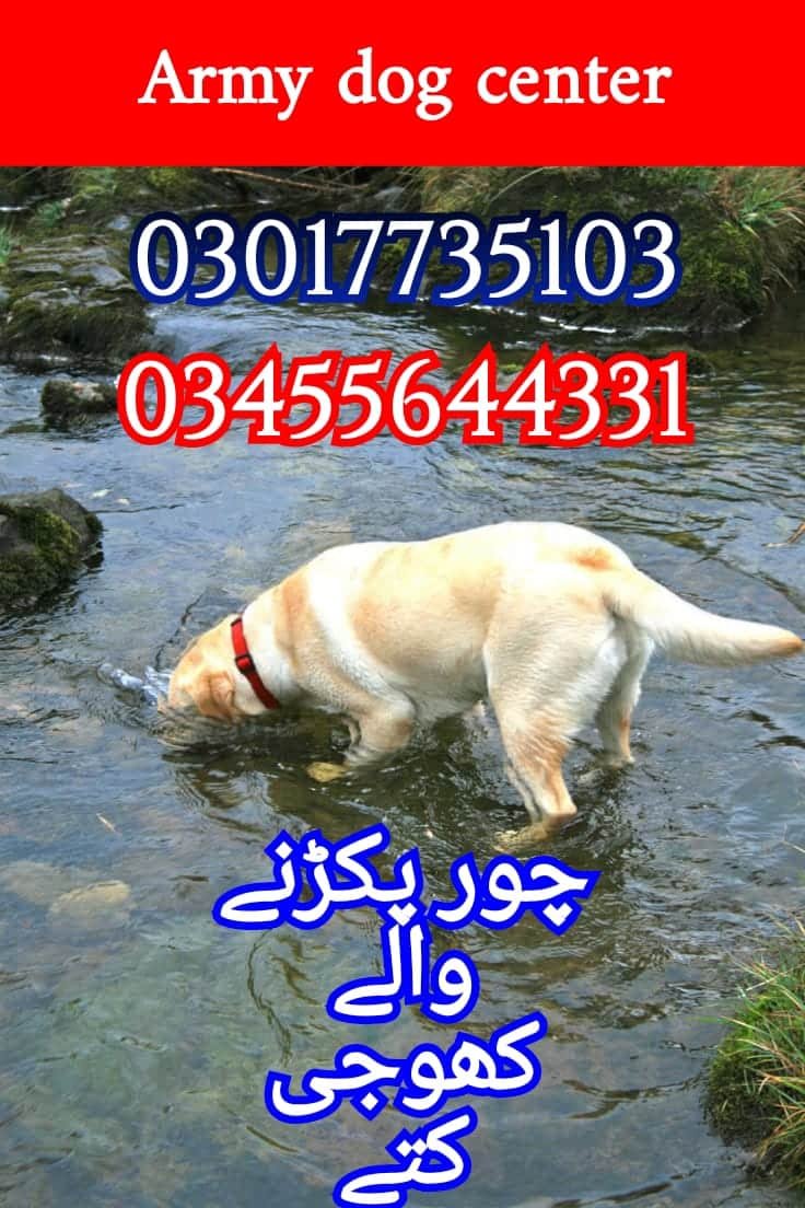 rmy Dog Center Ahmadpur 03017735103