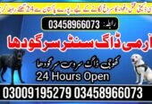 Army dog center 03009195279