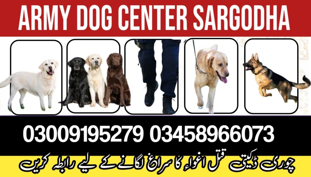Army dog center Sargodha 03009195279