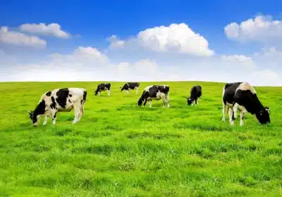 cows-green-field_335224-509