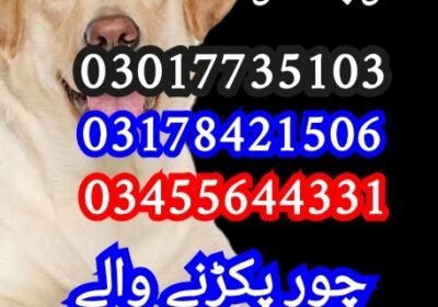 1750304231825