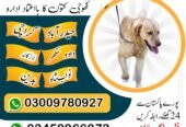 Army dog center sindh 03458966073