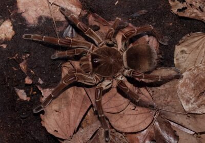 Tarantulas