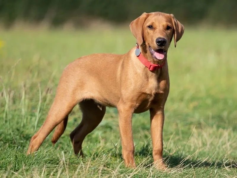 Army Dog Center Swat 03010417477 (khoji dog)