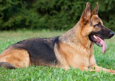 German-Shepherd850