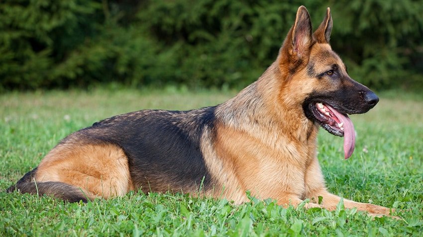 Army Dog Center 03010417477