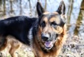 Army dog center Bahawalpur 03010417477 (khoji dog)