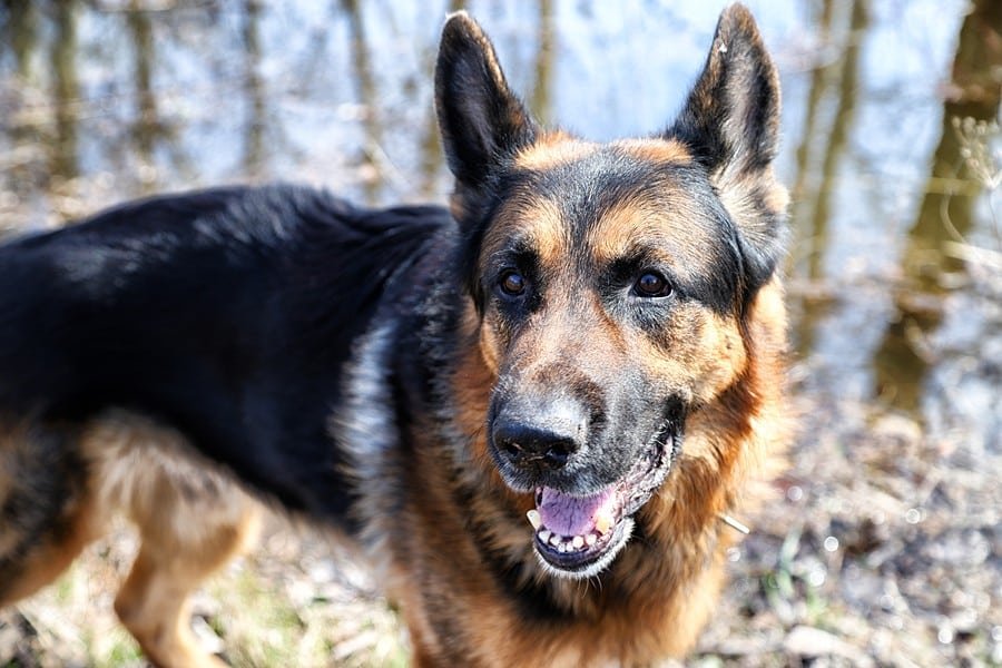 Army dog center Bahawalpur 03010417477 (khoji dog)