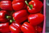 Vege delight