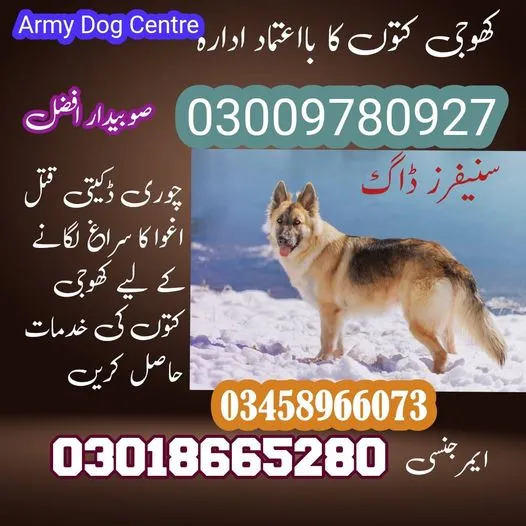 Army Dog Center Mardan 03009195279 Khoji Dogs