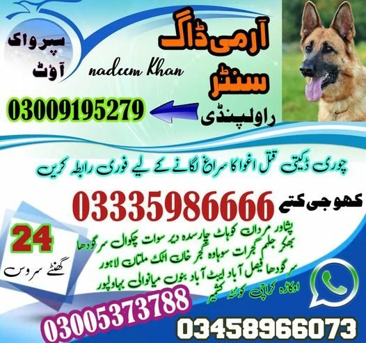 Army Dog Center 03009195279 | Khoji Dog Contact Number