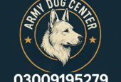 Army Dog Center 03009195279 | Khoji Dog Contact Number