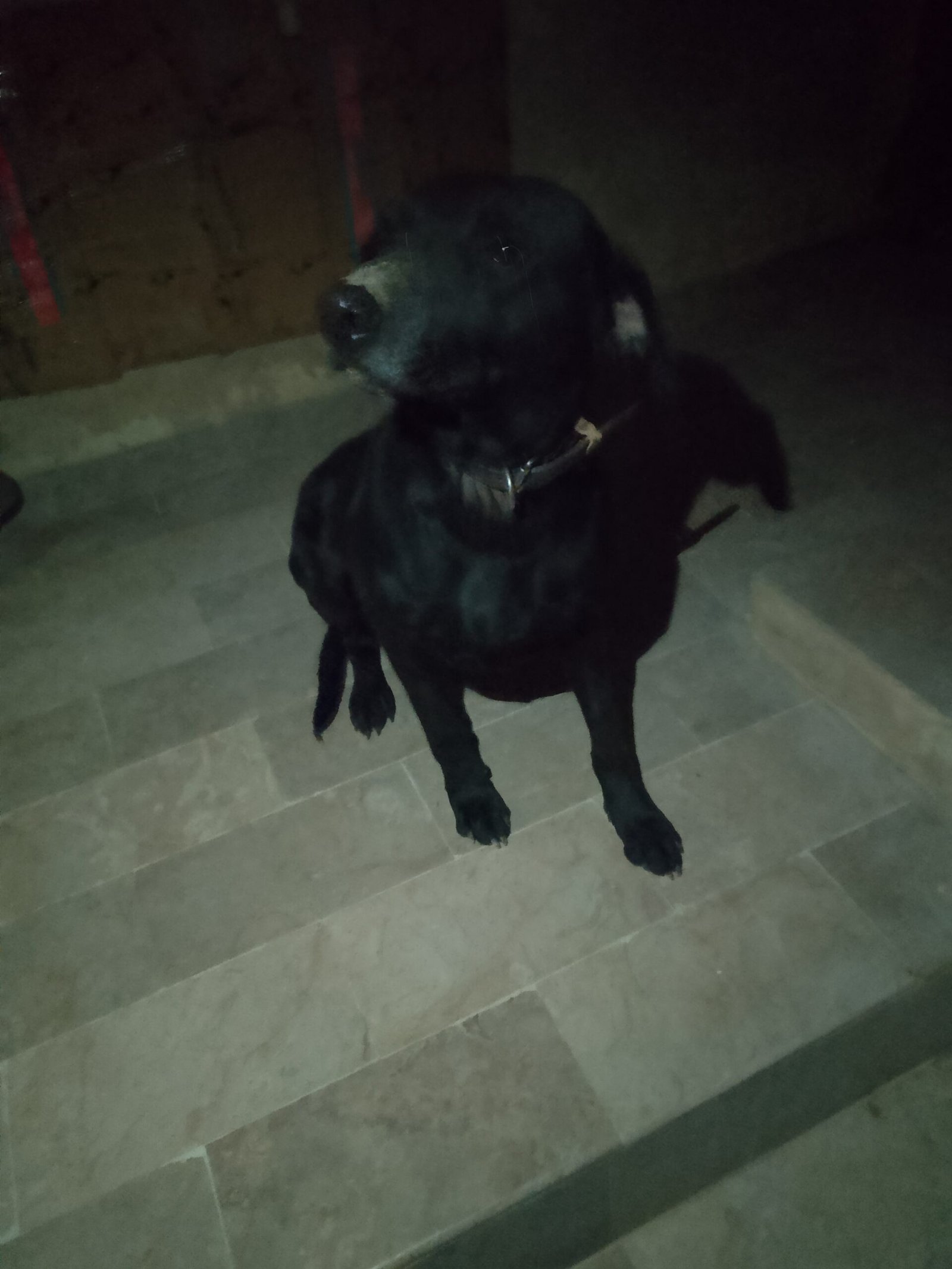 Army Dog Center Sanghar 0304-0763736