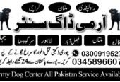 Army Dog Center Peshawar 03009195279 | Khoji Dogs