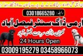Army Dog Center Wah Cantt 03009195279 | Khoji Dogs Wah Cantt