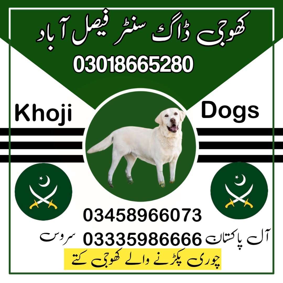 Army Dog Center Wah Cantt 03009195279 | Khoji Dogs Wah Cantt