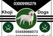 Army Dog Center Wah Cantt 03009195279 | Khoji Dogs Wah Cantt