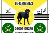 Army Dog Center Mardan 03009195279 Khoji Dogs