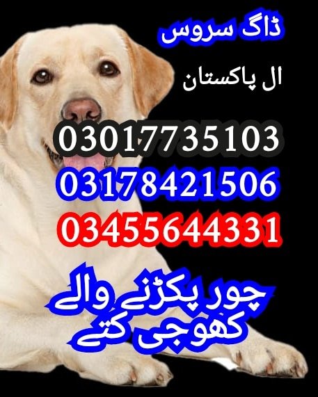 Army Dog Centre Rawalpindi 03017735103