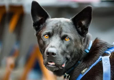 750x450_513126-sniffer-dog