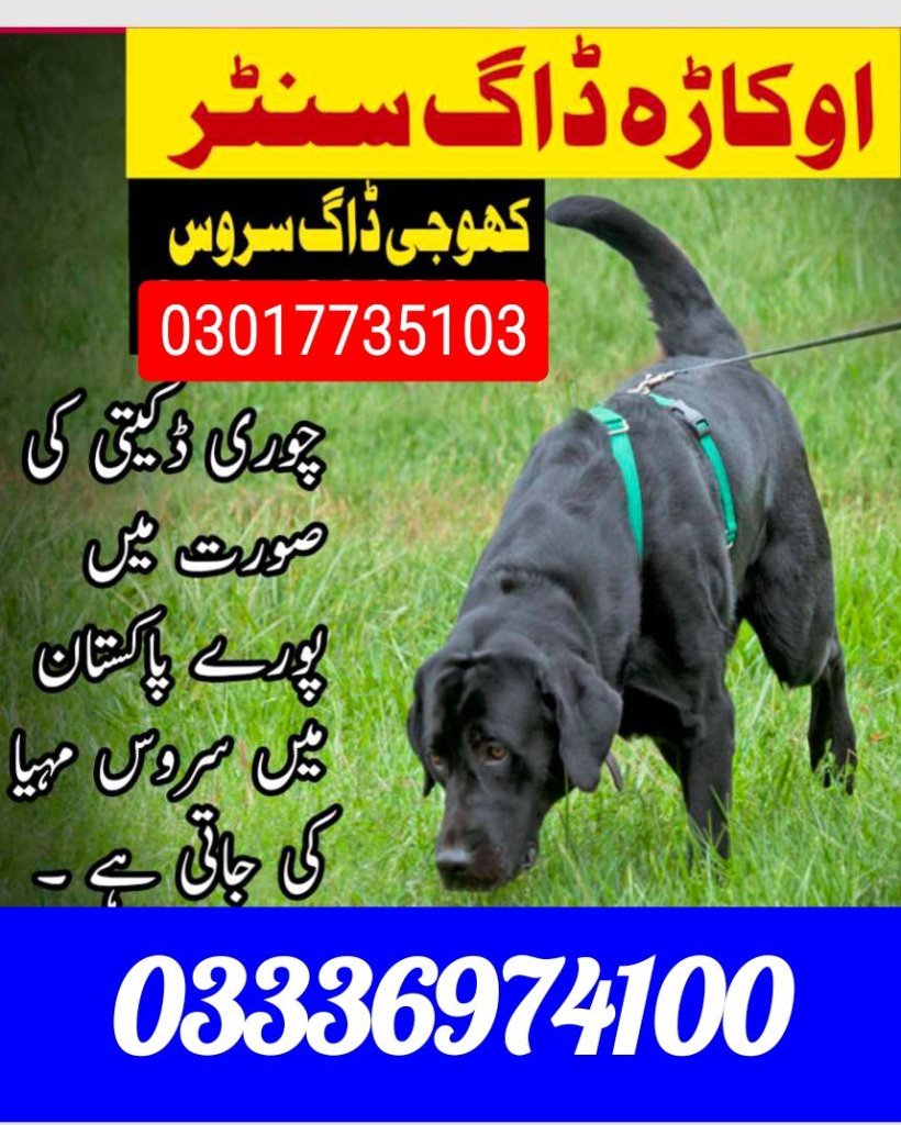 Army dog center 03017735103