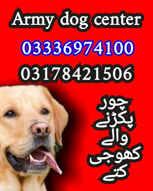 Army dog center karachi 03336974100_03178421506