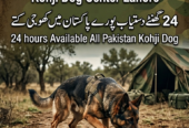 Army dog center okara 03040763736
