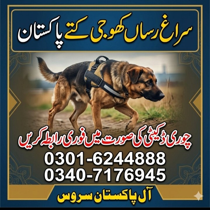 03016244888 Army Dog Center Okara Khoji kutta Okara Dogs
